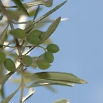 Tenuta Tredici Ulivi - & Glamping Апартаменты