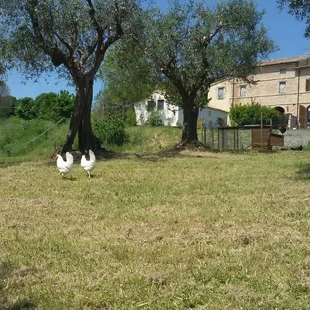 Tenuta Tredici Ulivi * Senigallia