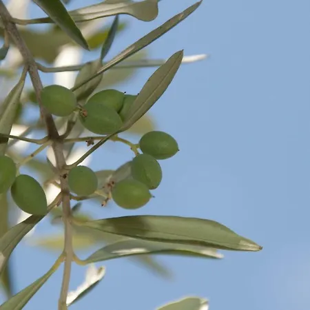 Tenuta Tredici Ulivi Apartmán