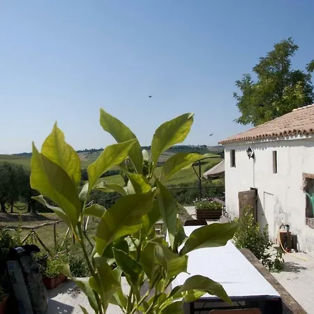 Tenuta Tredici Ulivi Senigallia