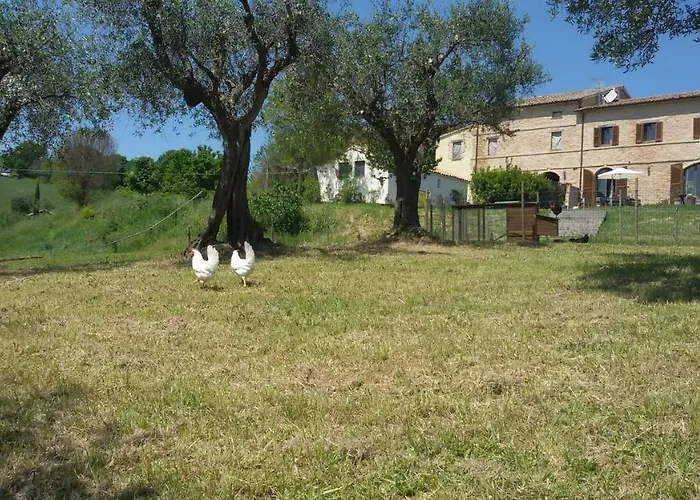 Tenuta Tredici Ulivi * Senigallia