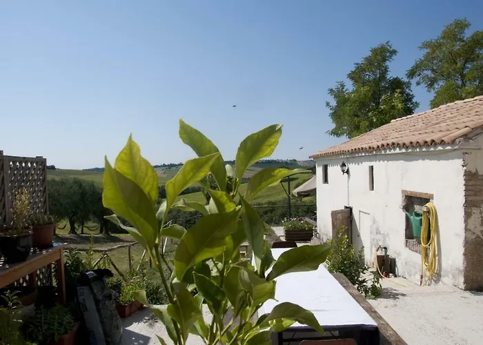 Tenuta Tredici Ulivi Senigallia